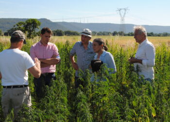 canapaforum-due-giorni-di-dibattiti-ed-esposizioni-sulle-applicazioni-terapeutiche