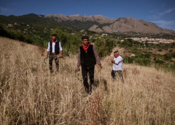 festa-del-grano-giornata-alla-riscoperta-dei-grani-autoctoni-siciliani