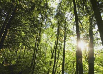 per-fare-un-albero-ci-vuole-un-hashtag