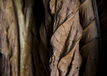 tabacco-kentucky-inviato-alle-manifatture-sigaro-toscano