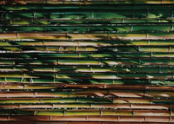 il-bambu-gigante-alleato-dellambiente