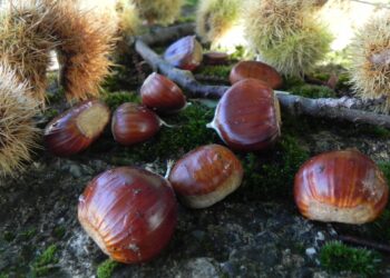 castagne-e-zucche-con-amiatautunno-prosegue-il-viaggio-nel-gusto-e-nella-tradizione