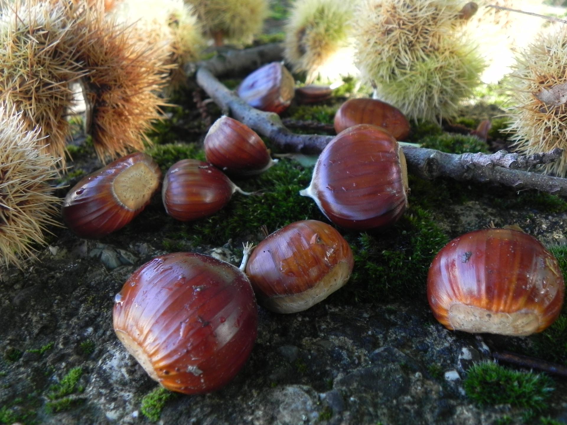 castagne-e-zucche-con-amiatautunno-prosegue-il-viaggio-nel-gusto-e-nella-tradizione