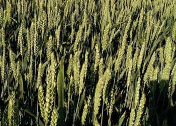 frumento-prezzi-in-ascesa-nel-2017