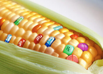 universita-di-pisa-il-mais-ogm-non-fa-male