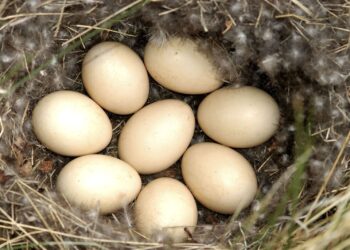 pasqua-curiosita-e-consigli-dal-wwf