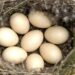 pasqua-curiosita-e-consigli-dal-wwf