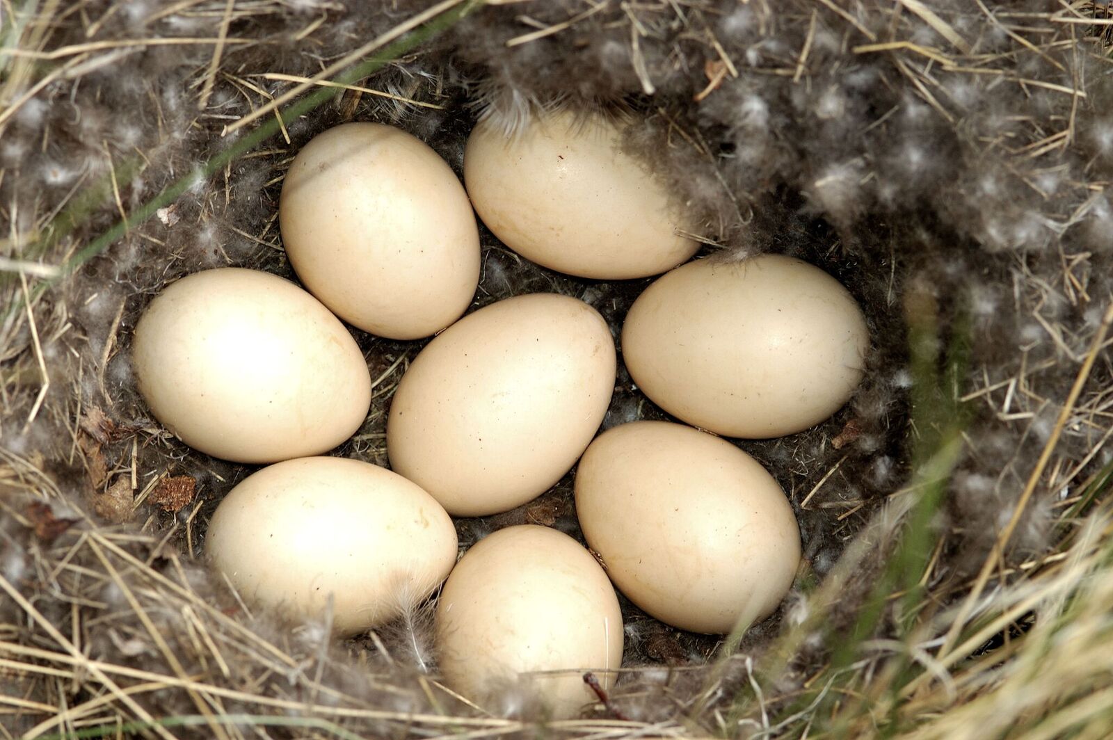 pasqua-curiosita-e-consigli-dal-wwf