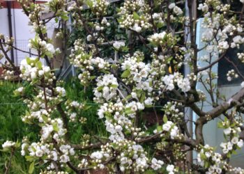 biologico-ecco-il-nuovo-piano-dellitalia