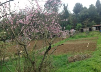 ismea-calano-i-costi-per-i-produttori