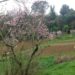 ismea-calano-i-costi-per-i-produttori