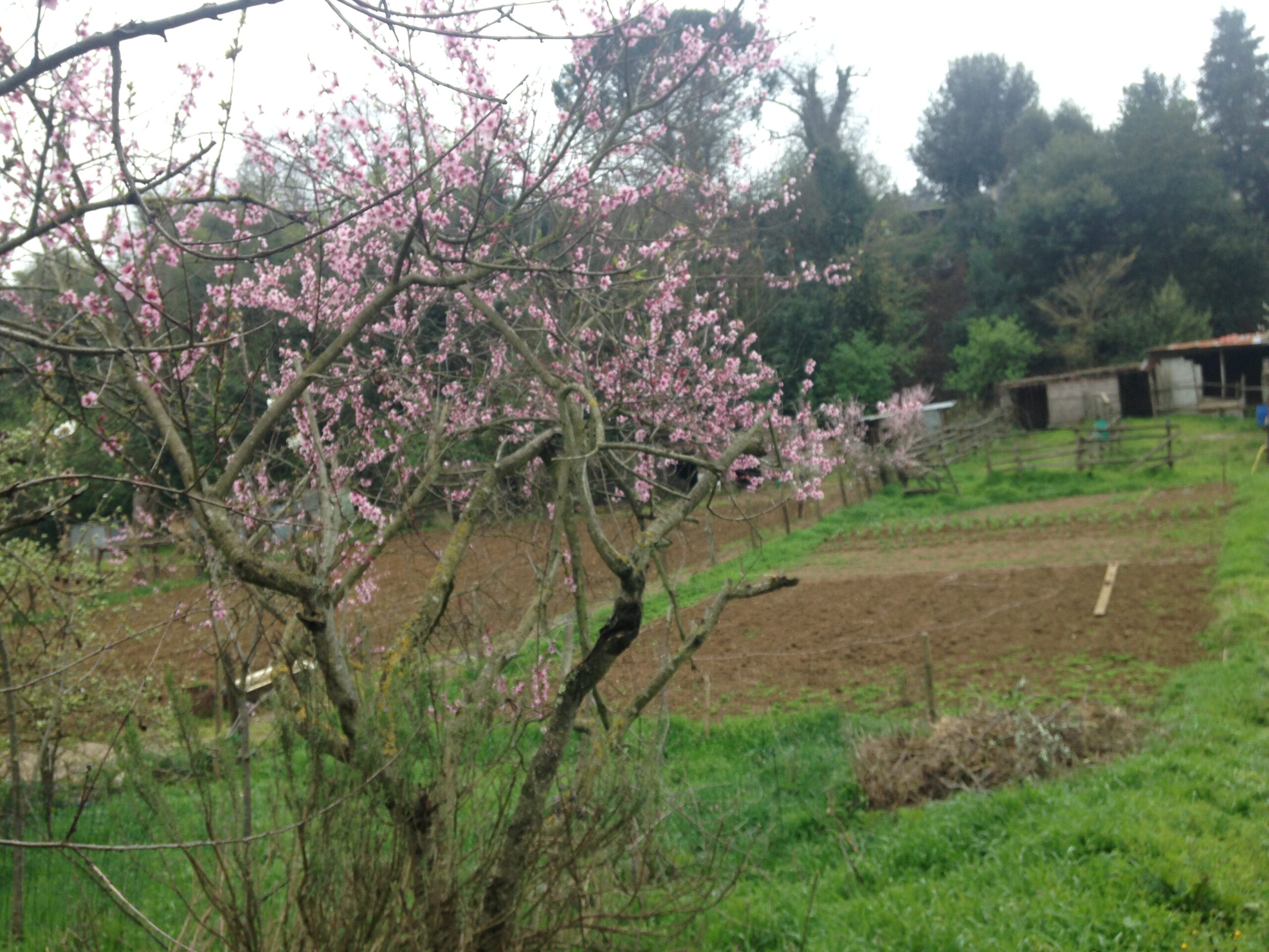 ismea-calano-i-costi-per-i-produttori