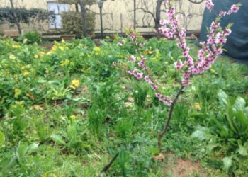 italia-cresce-il-bio-ed-il-senza-glutine