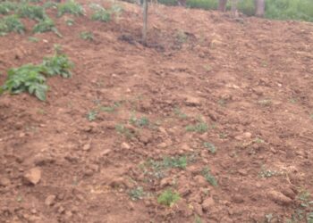 giornata-della-terra-ogni-anno-il-pianeta-perde-una-superficie-grande-come-litalia