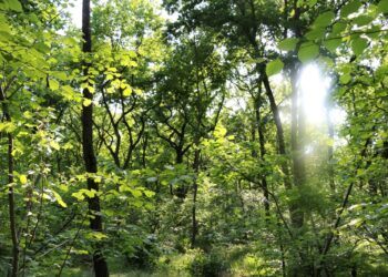 21-marzo-giornata-mondiale-delle-foreste-le-5-azioni-da-mettere-subito-in-atto-per-valorizzarle