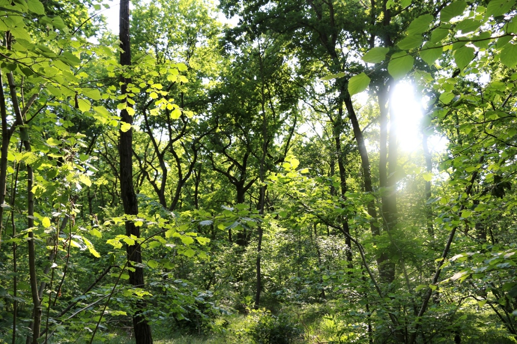 21-marzo-giornata-mondiale-delle-foreste-le-5-azioni-da-mettere-subito-in-atto-per-valorizzarle