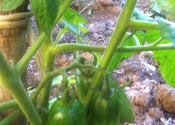 istat-calo-della-produzione-agricola-nel-2016