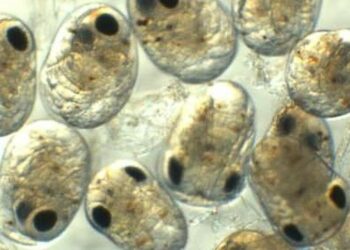 lodore-del-mare-in-futuro