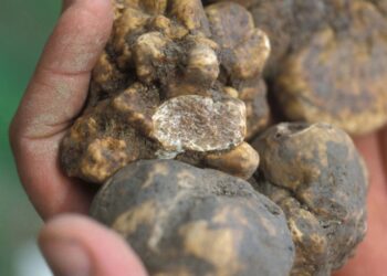 gubbio-stratartufata-dal-26-al-28-ottobre