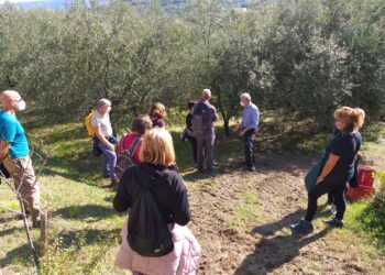 la-camminata-tra-gli-ulivi-ultima-domenica-di-festa