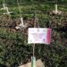 pefc-e-rete-clima-100-nuovi-alberi-al-parco-nord-di-milano-per-combattere-crisi-climatica