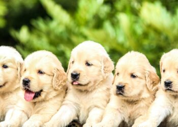 aperte-le-iscrizioni-alla-rassegna-cine-letteraria-sul-mondo-del-cane