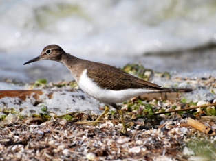 settimana-verde-2015-lemergenza-nella-biodiversita