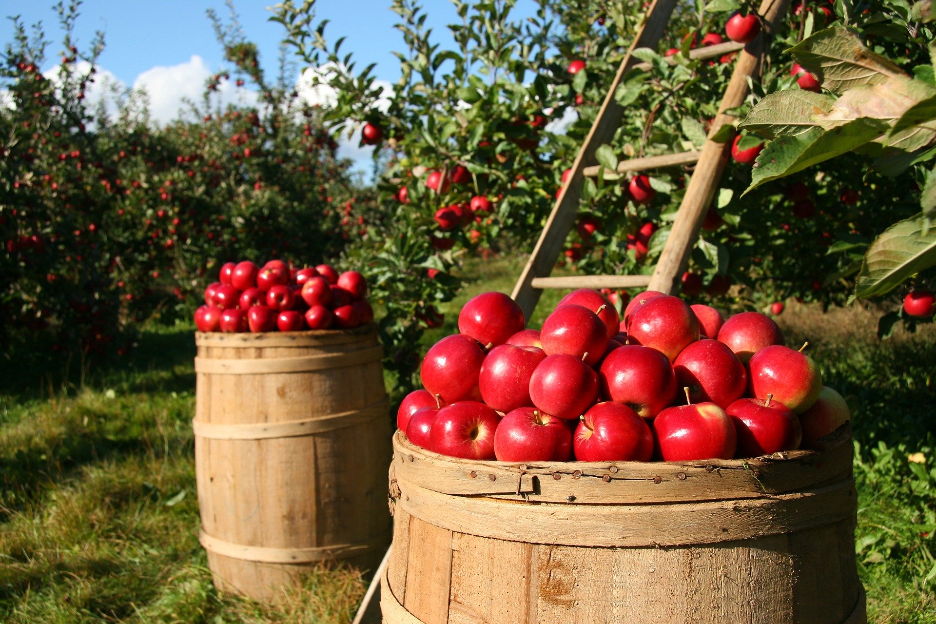 indagine-gli-italiani-cercano-lavoro-in-agricoltura