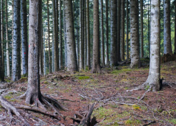 rapporto-pefc-aumentano-foreste-gestite-in-modo-sostenibile-in-italia