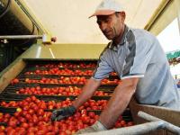 ororosso-a-piacenza-trionfo-del-pomodoro