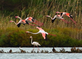 il-2-ottobre-parte-la-settimana-della-terra