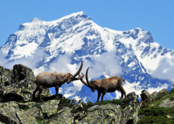 il-parco-gran-paradiso-scende-in-citta