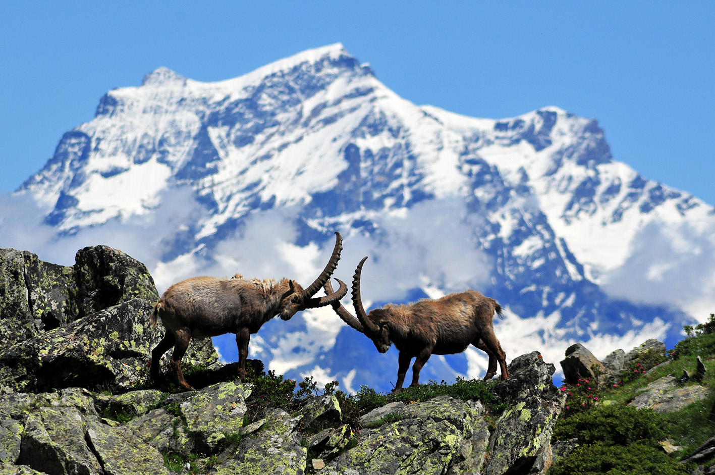 il-parco-gran-paradiso-scende-in-citta