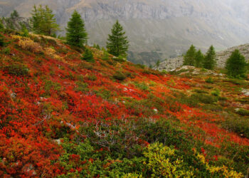 parco-nazionale-gran-paradiso-le-attivita-imperdibili