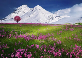 Trento Film Festival