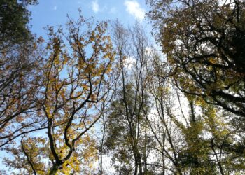 valnerina-crowfunding-per-acquistare-15-ettari-di-foresta