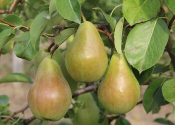 futurpera-2021-le-varieta-di-pero-delluniversita-di-bologna