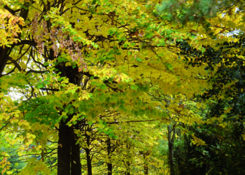 Castello di Miradolo