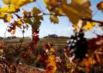 merano-wine-festival-il-friuli-venezia-giulia-e-la-regione-piu-premiata-per-la-sezione-dei-vini-bianchi