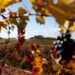 merano-wine-festival-il-friuli-venezia-giulia-e-la-regione-piu-premiata-per-la-sezione-dei-vini-bianchi