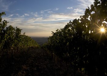 al-via-le-degustazioni-durante-le-anteprime-toscane