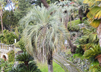 da-chiavari-allaveto-la-sinergia-con-euroflora