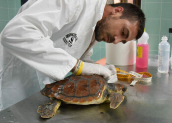 Deutsche Bank insieme a WWF per i mari italiani