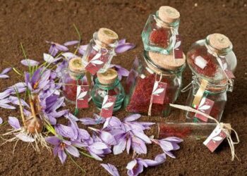 arriva-lo-zafferano-del-lago-di-como