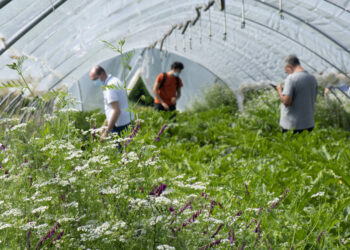 ortoambiente-al-via-il-nuovo-progetto-di-ricerca-per-la-difesa-agroecologica-avanzata