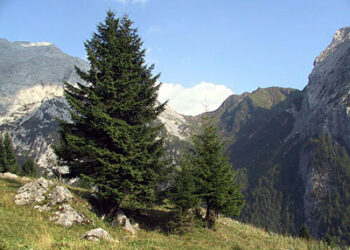 a-bero-di-natale-sostenibile-per-papa-francesco