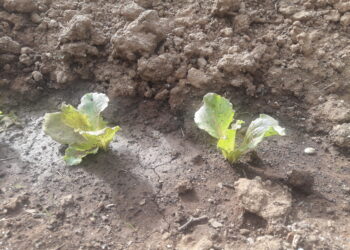 accesso-al-cibo-la-necessita-di-una-food-revolution