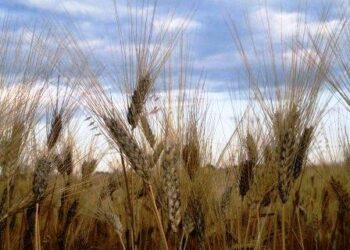agricoltura-in-arrivo-nuovo-accesso-al-credito