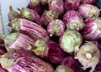 istat-negativo-il-valore-aggiunto-per-agricoltura-silvicoltura-e-pesca--14