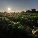 lagroalimentare-italiano-vale-piu-di-500-miliardi